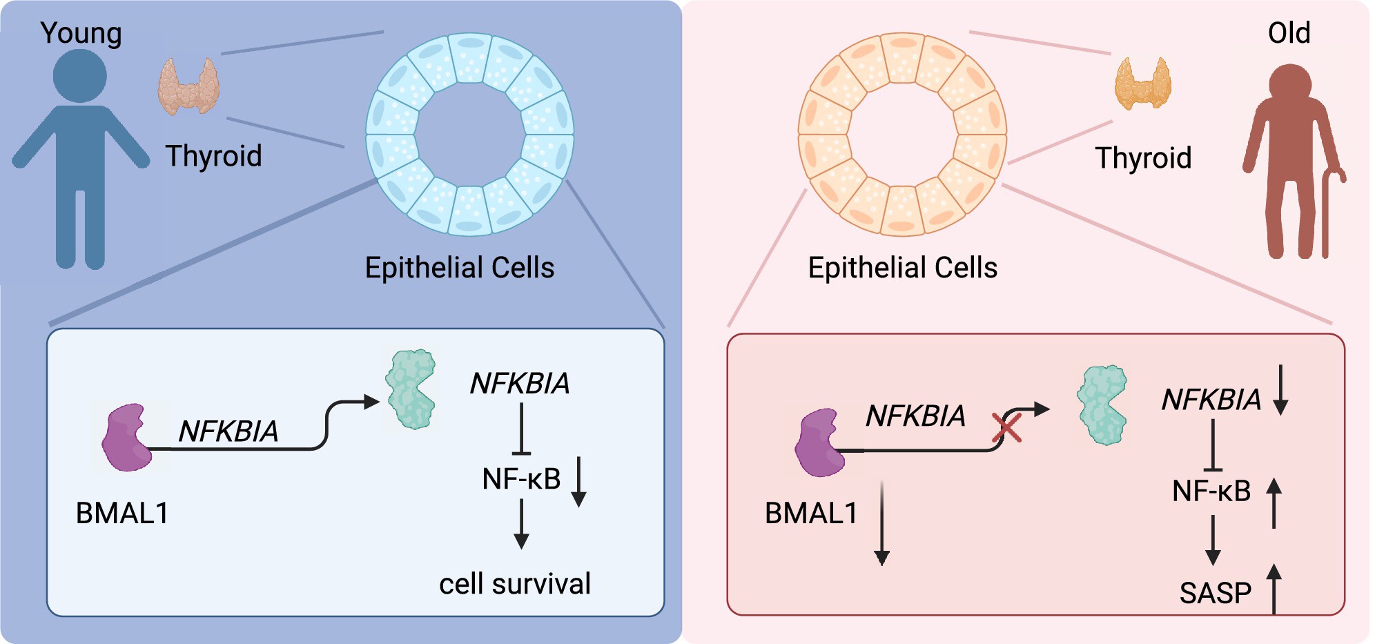 Circadian Gene BMAL1 Regulation of Cellular Senescence in Thyroid Aging Issue ,