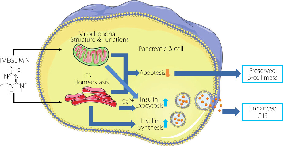 Current understanding of imeglimin action on pancreatic β-cells: Involvement of mitochondria and endoplasmic reticulum homeostasis