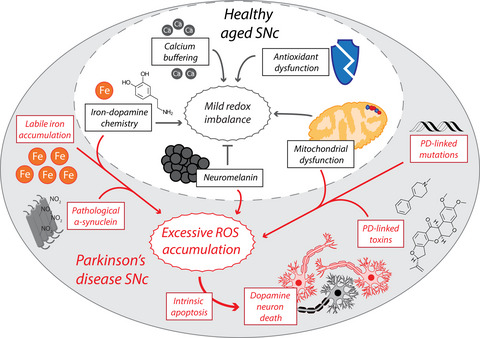 Oxidative stress in the aging substantia nigra and the etiology of Parkinson's disease Issue 6, 2019